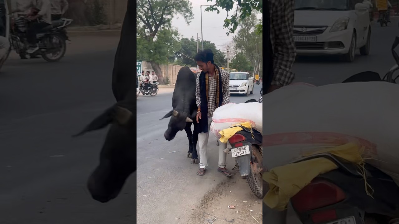 जय नंदी महाराजी 🙏