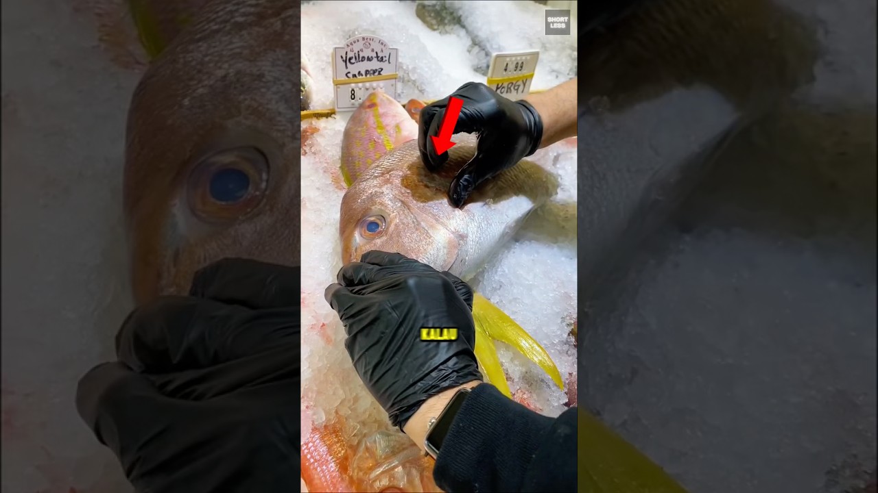 Cara membedakan ikan segar‼️😳#shorts