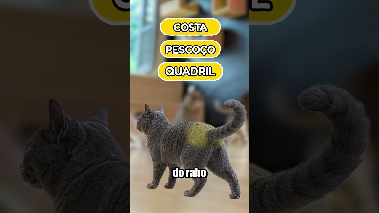 ONDE FAZER CARINHO NO SEU GATO?