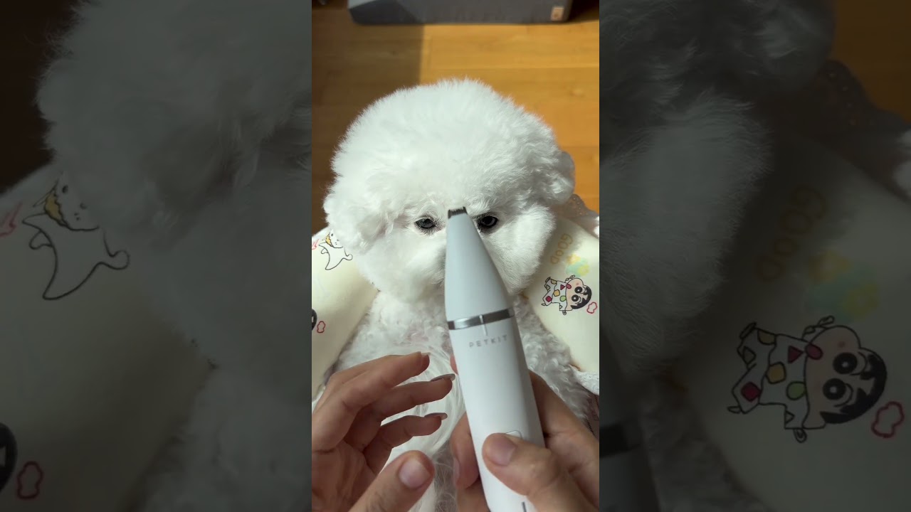 My puppy is here to relax and be spoiled again 🐶✨#PuppyLife #FurBaby #CutePets #SpringPetCare