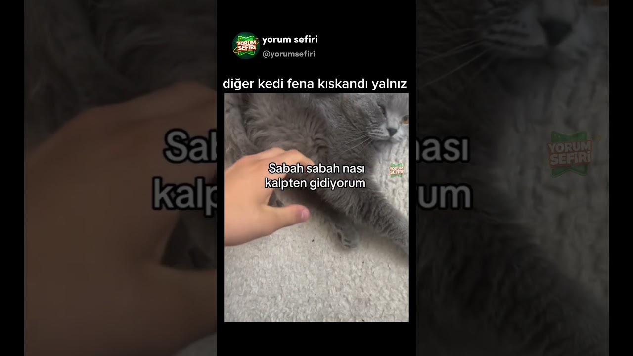 diğer kedi fena kıskandı yalnız😅