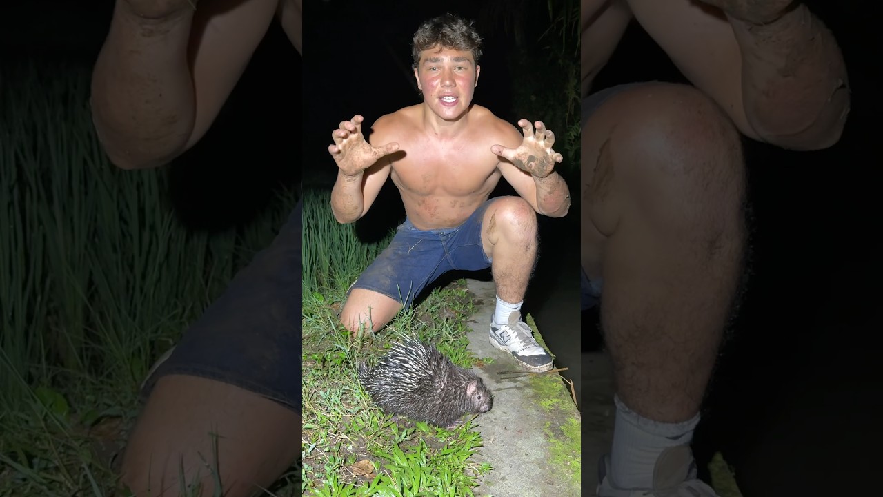 Would you Jump next to a porcupine?  #Snakes #reptiles #animals #herping #funny #herpetology