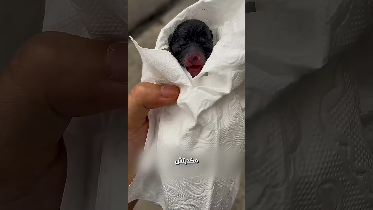 القطة ربت كلب🐈