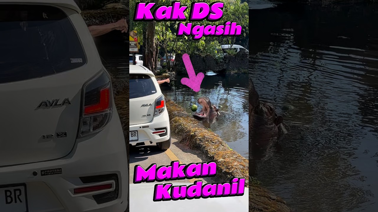Kak DS ngasih Makan Kudanil #comedy #minivlog #anakdesa #binatang #tamansafari