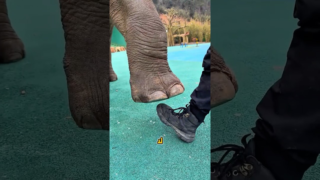 🐘فخ الفيل العملاق! شاهد رعب الفتاه وخوها علي والدها بسبب الفيل | حكايات جوكا # شورت