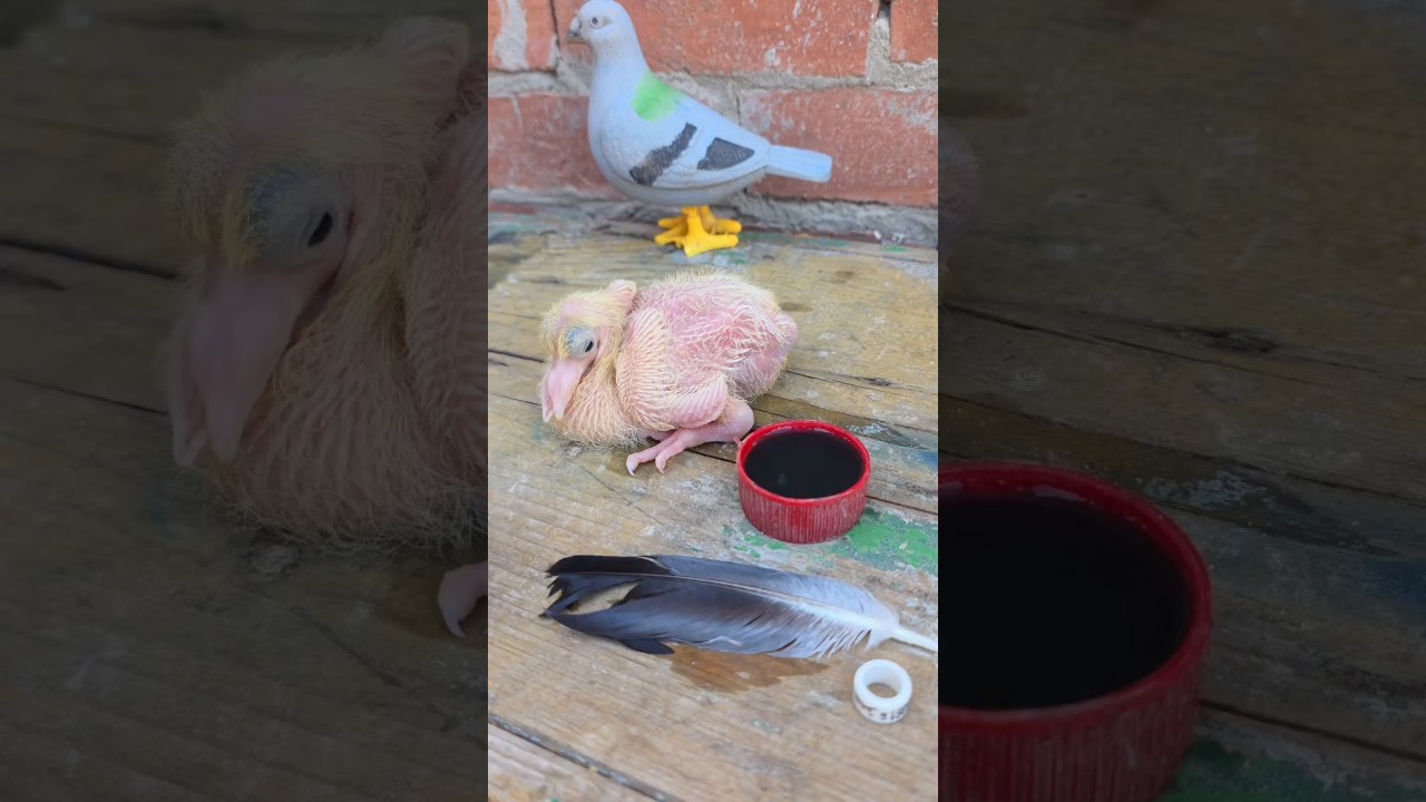 Cute baby pigeon leg ring video #pigeon #ring #video