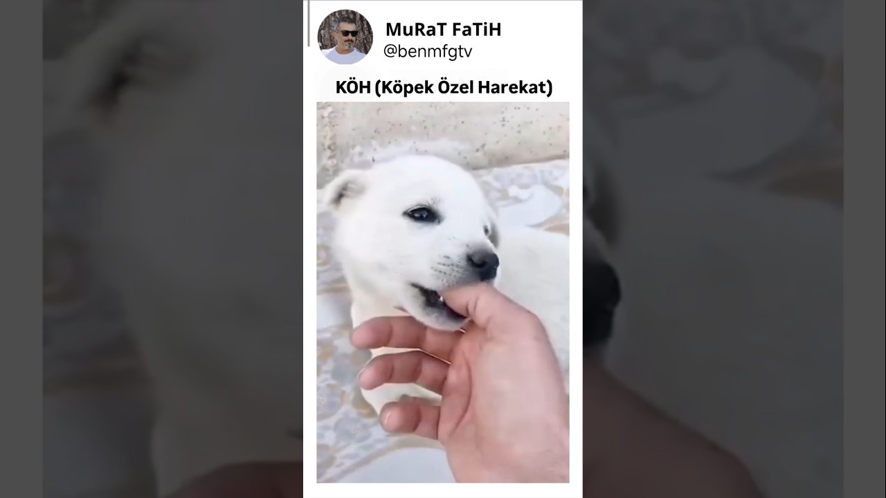 özel harekat