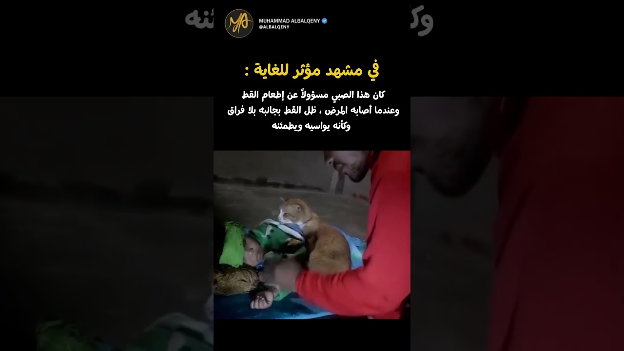 ردة فعل القط عندما رأى صديقه الصغير #shorts