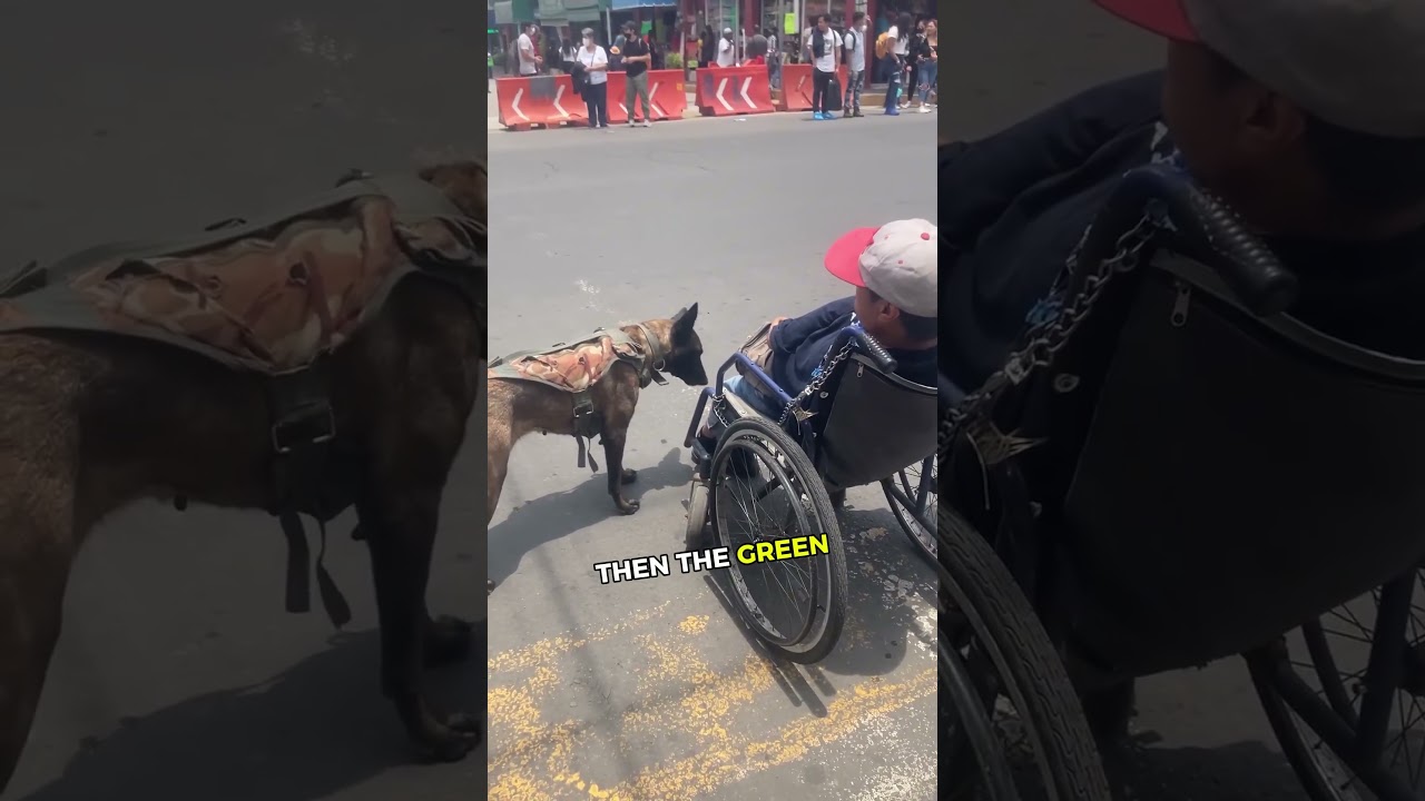 This dog shocked everyone after doing THIS! 🤯🚦  #pets #smartanimals #germanshepherd