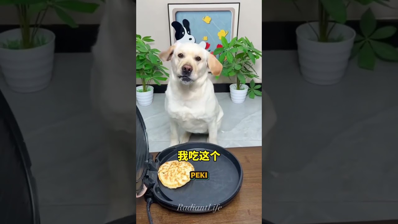 Bu köpek yumurtaları kırmak zorunda 😱