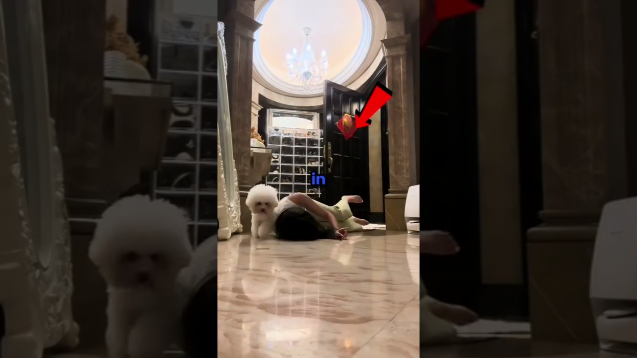 Never Fake A Faint In Front Of Your Dog 😂🐶#shorts