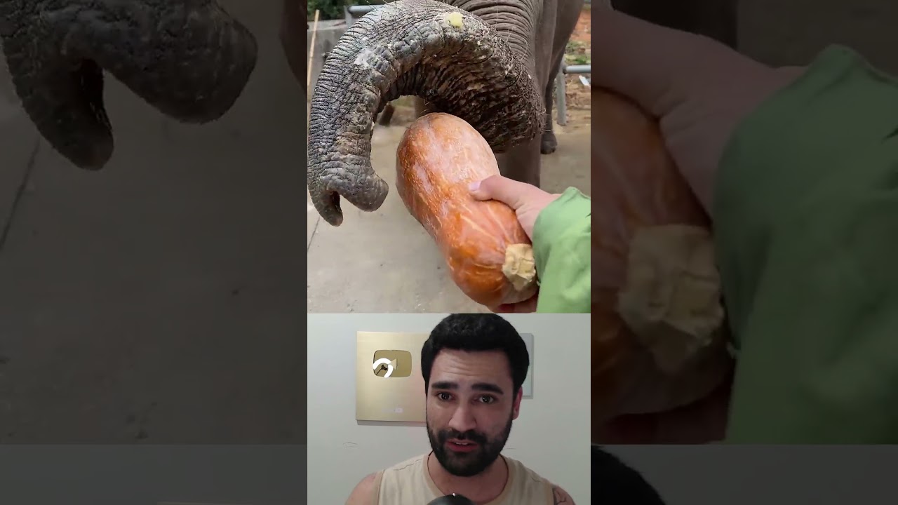 nunca deixe um ELEFANTE pisar no seu PÉ