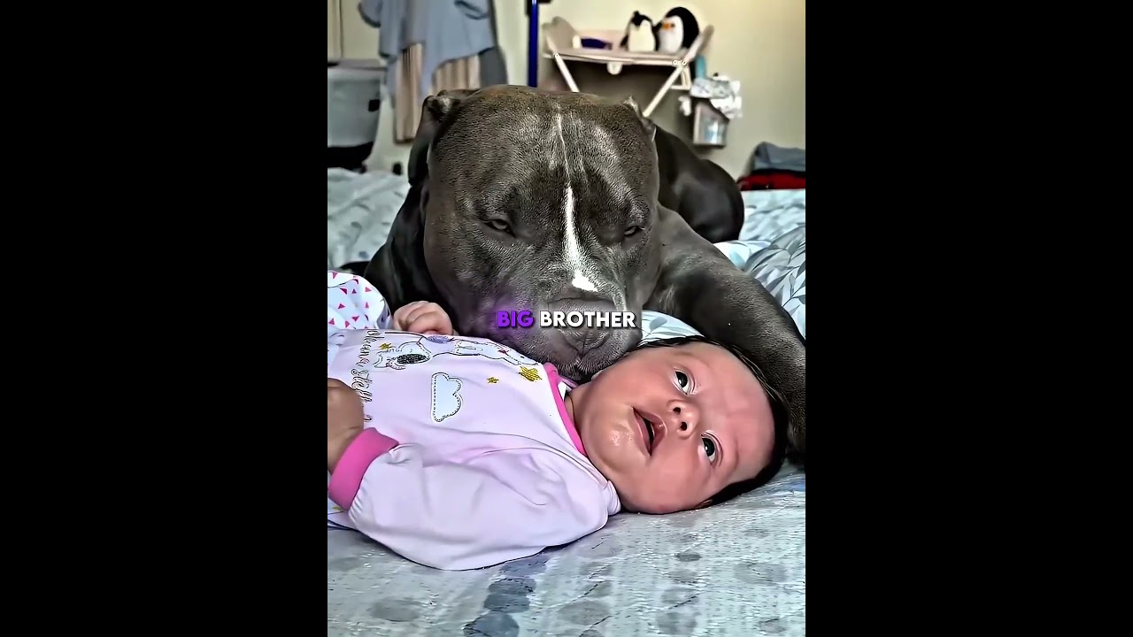 The Pitbull Who Became Her Big Brother 🥹🐶❤️
