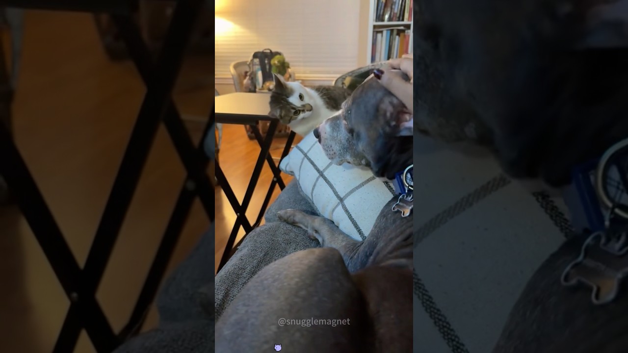 Bro why my cat is a bully 😭💀 #cat #react #funny #dog #fyp #pets