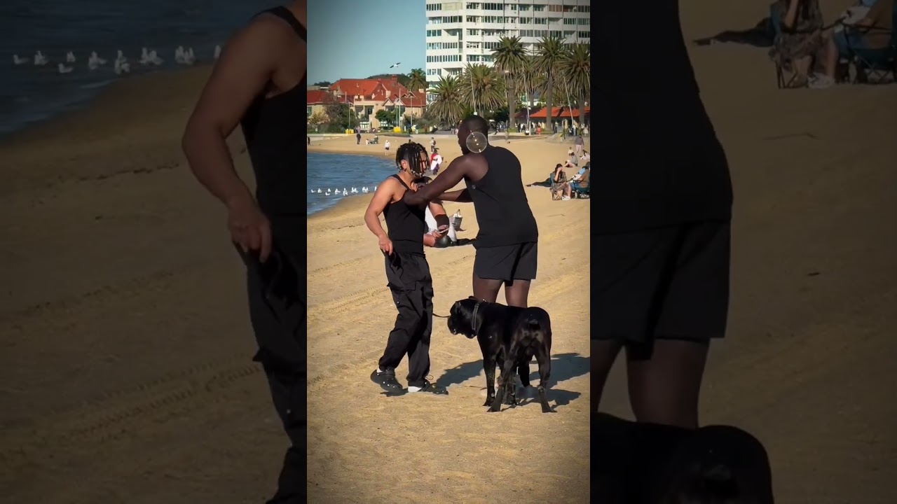 Dog Swap Prank Gone Wrong 😩 #funny #prank #comedy