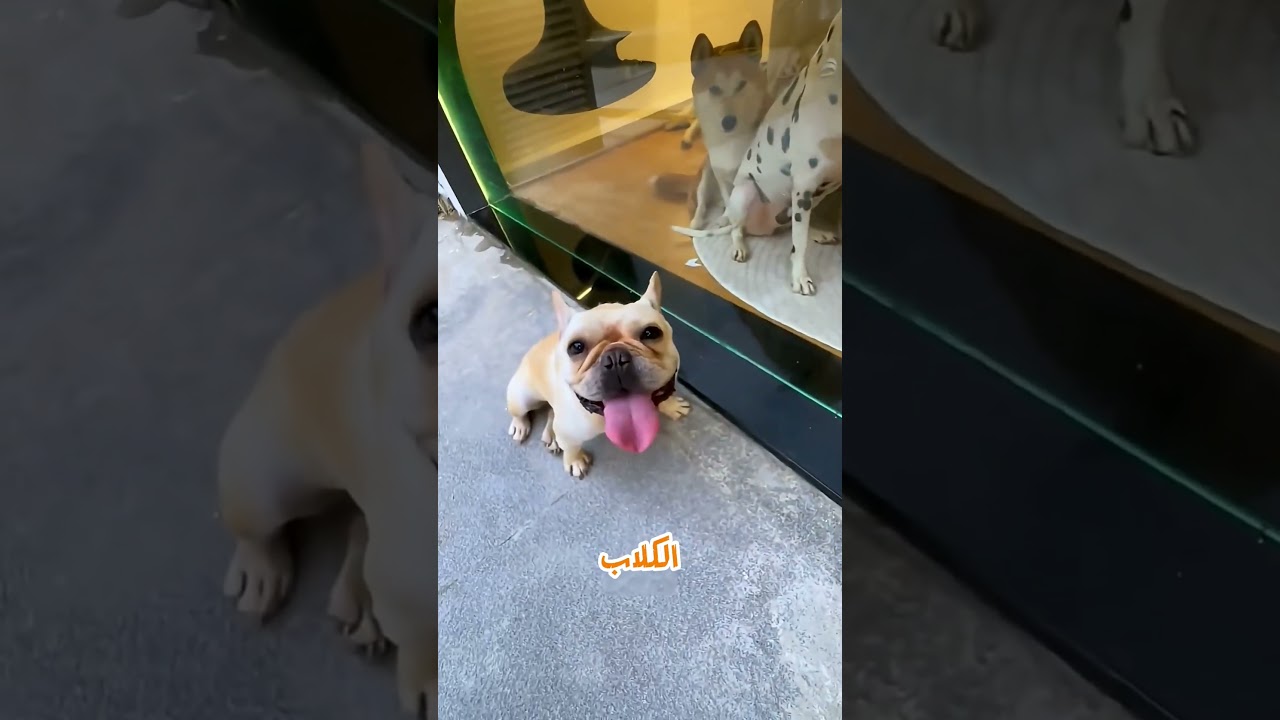 مراته رمت هدومه... وشوفوا نام فين! 😱