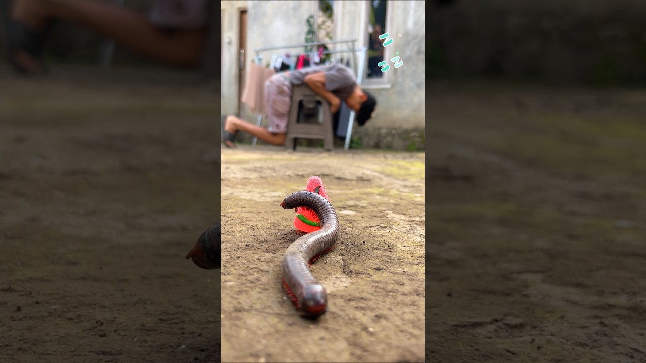 Unusual Snoring, The millipede strikes while the human is off guard and exhausted