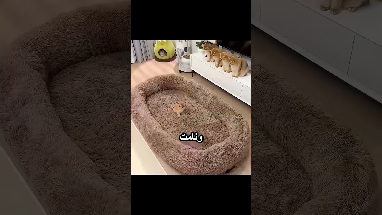 جاب سرير كبير لقططه