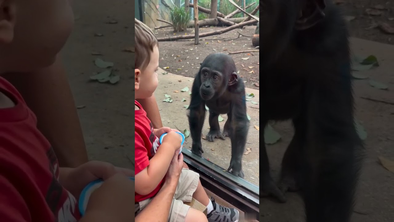 The little gorilla watched every bite through the glass… then mom showed up with a snack of his own