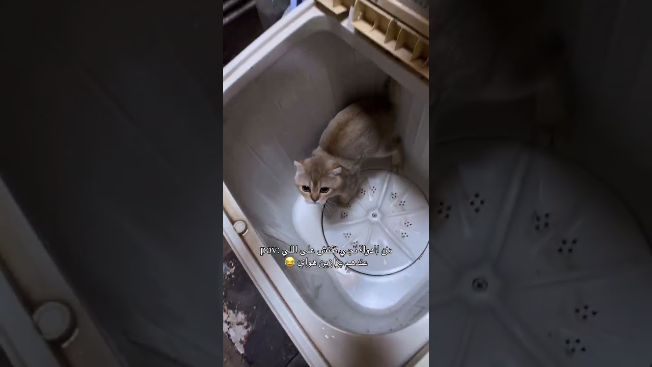 اهم شي البزونات 😂😂😂😂 #ابوسوكه #اكسبلور #cat #اكسبلور
