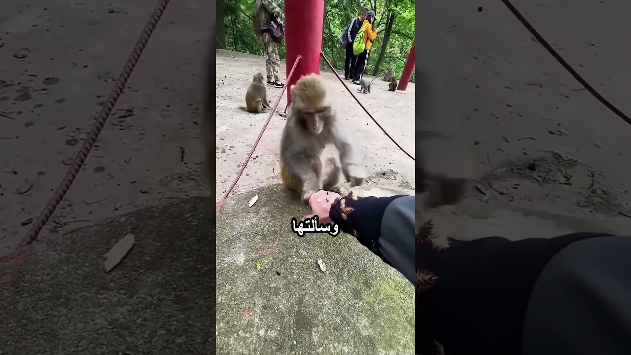 القردة بتساعتها بطريقة مميزة