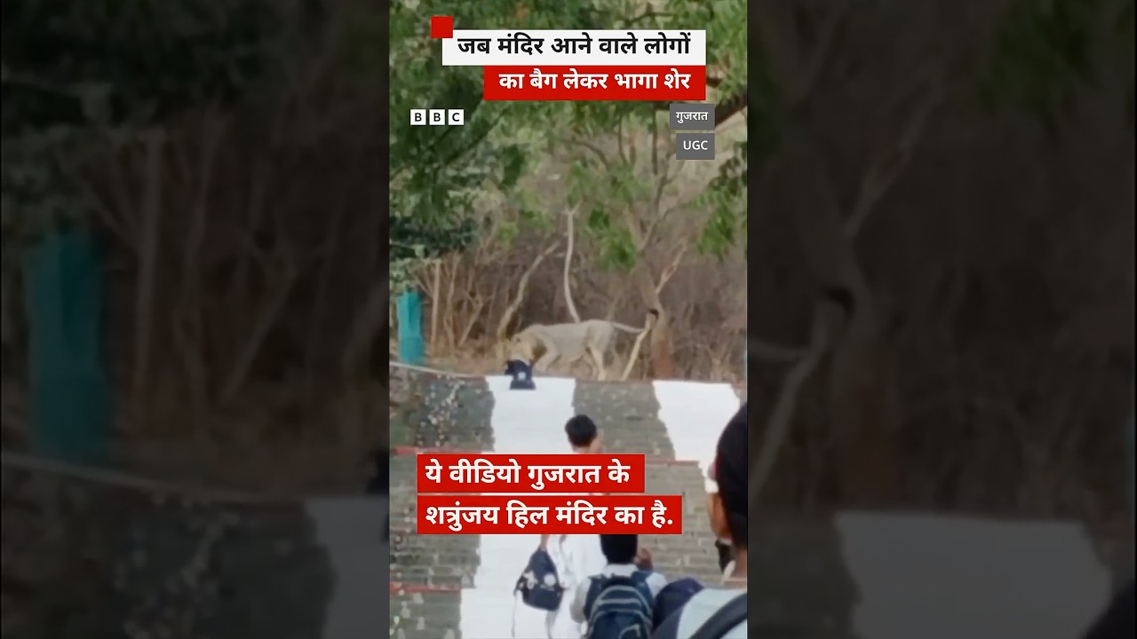 Gujarat के एक मंदिर में लोगों का बैग ले गया शेर #gujarat #lion