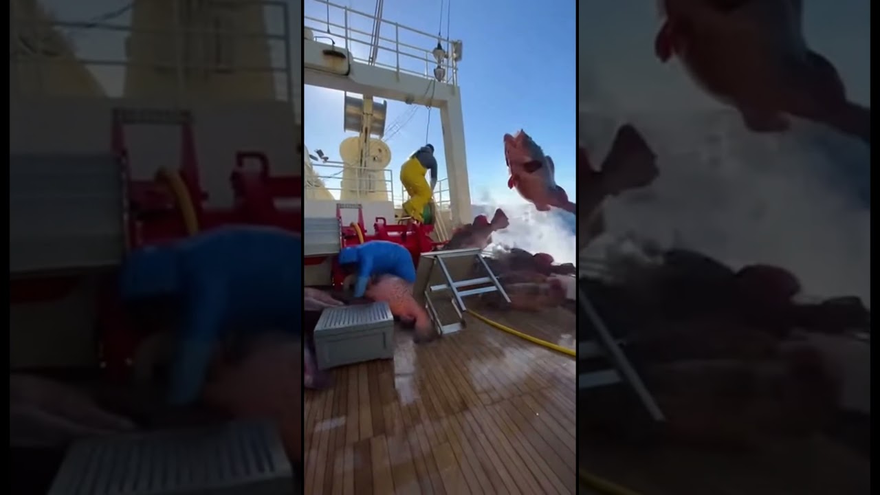 A Barrage of Giant Red Groupers Hit the Boat Nonstop😱