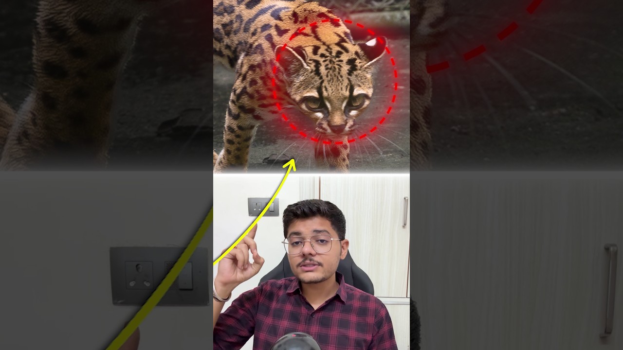 100 SAAL BAAD MILI CAT🤯🔥 #shorts #informative