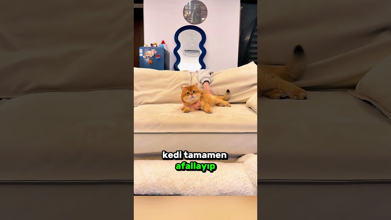 Sahibinin Yaptığı Şaka Masum KEDİSİNİ Çok Korkuttu! 👧 🐈 👹