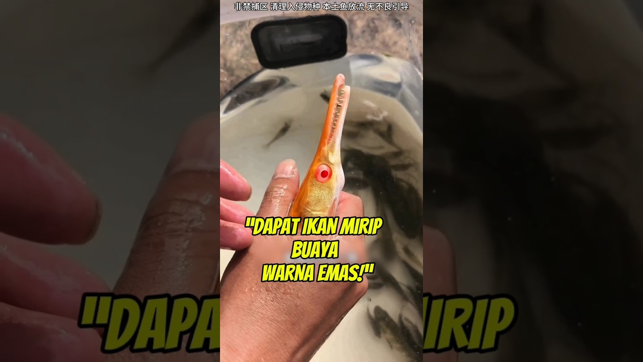 Awalnya Zonk, Jebakan Kedua Berisi Ikan Mirip Buaya dan Koi!