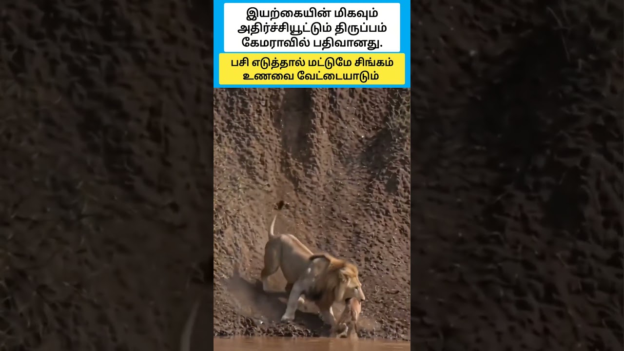 பசி எடுத்தால் மட்டுமே சிங்கம் உணவை வேட்டையாடும் #shorts