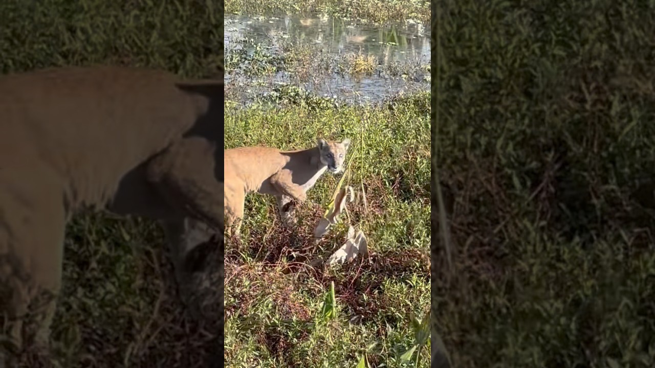 You never know what kind of animal you might come across in Florida😅#florida #animals #drama #funny