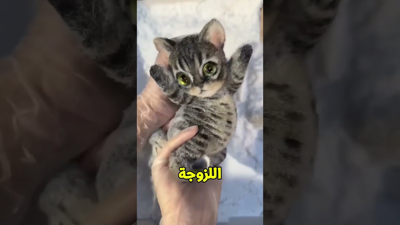لعبة قطط صينية لزجة تتحول بعد التجهيز إلى لعبة لطيفة وجاهزة للعب 😺