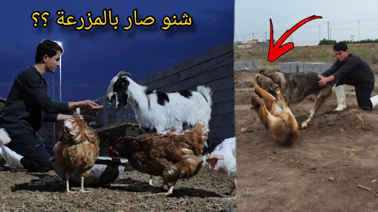 شنو صار في المزرعة !! عودة المشاكل 😰