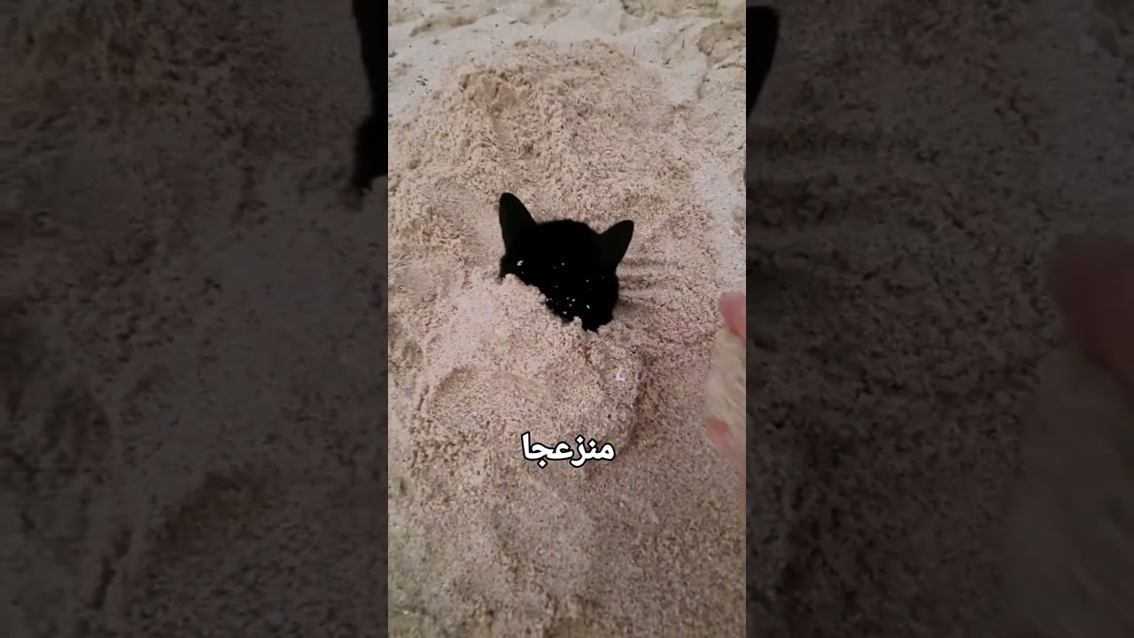 قطة غريبة تستمتع بالدفن في الرمل!🏖️
