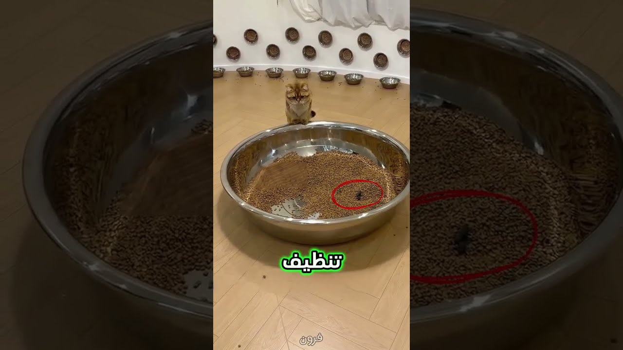 الرجل الذي ترك لقطه طعامًا يكفيه طوال الرحلة #قطط #القطط_الصغيرة