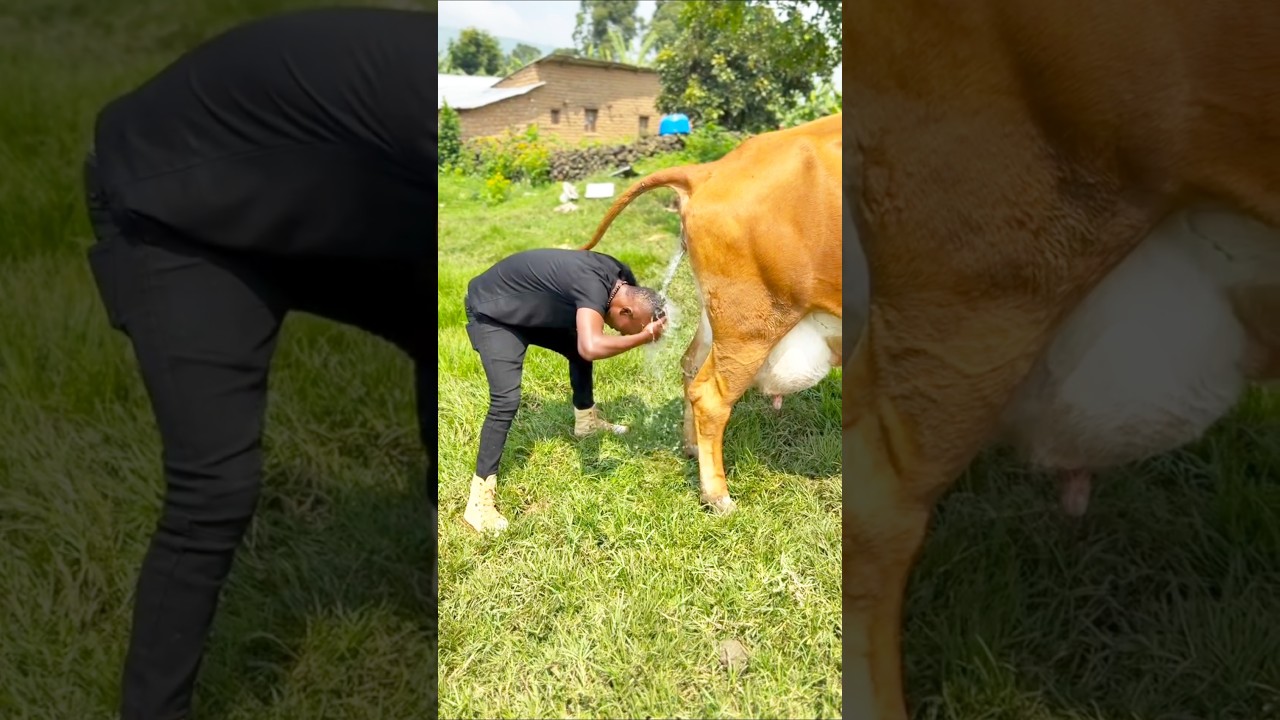 الجاموسة بتشخ علي الراجل 😂😂😂😂😂#viralshorts #funny #كوميديات #tiktok #humor #comedy #foryou #food