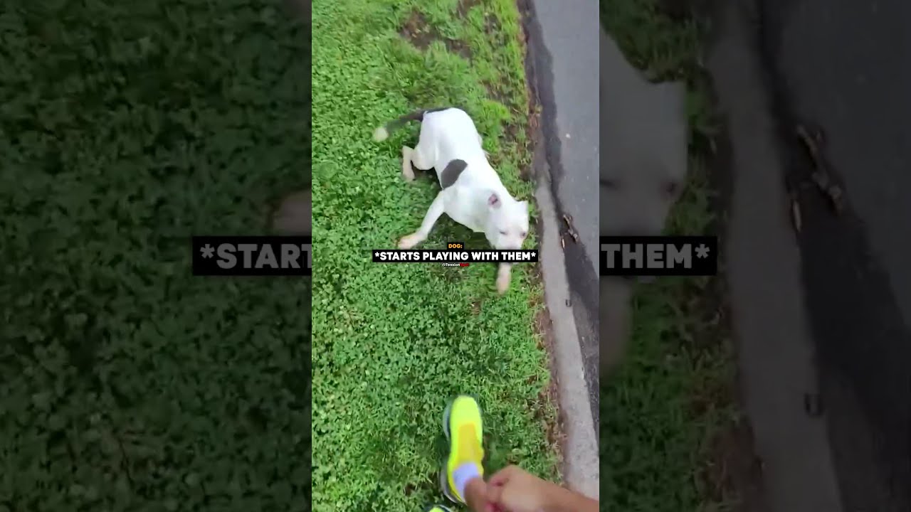 Joggers Panic When a Dog Runs Toward Them…