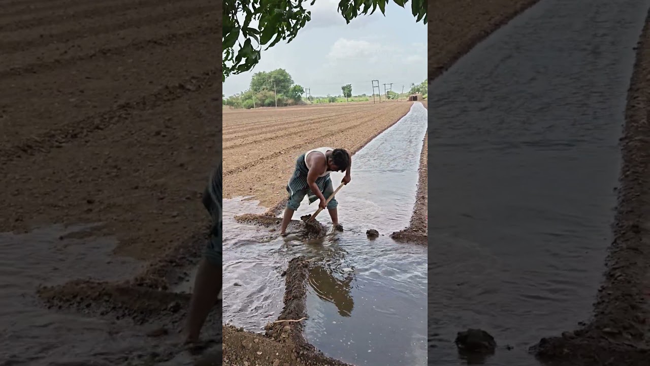 Village agriculture journey 💪🌾🌷 | Agriculture life in Rural village #shorts
