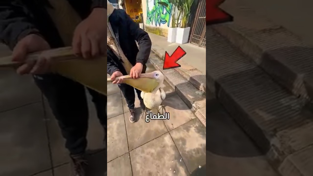 هذا الطير يحاول ياكل أي شيء❗