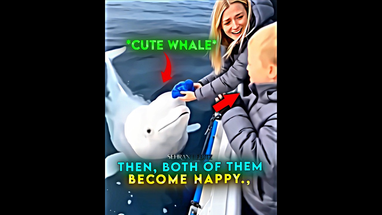 THIS WHALE HAS A GOLDEN HEART! 🥺❤️ | Headlights feat. KIDDO (Slowed) #shorts #cuteanimals #viral