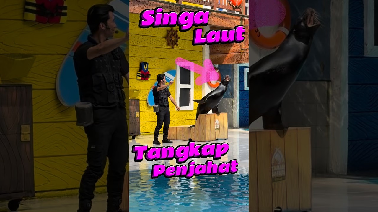 Singa laut Tangkap penjahat di Taman Safari #comedy #minivlog #anakdesa #singa #laut