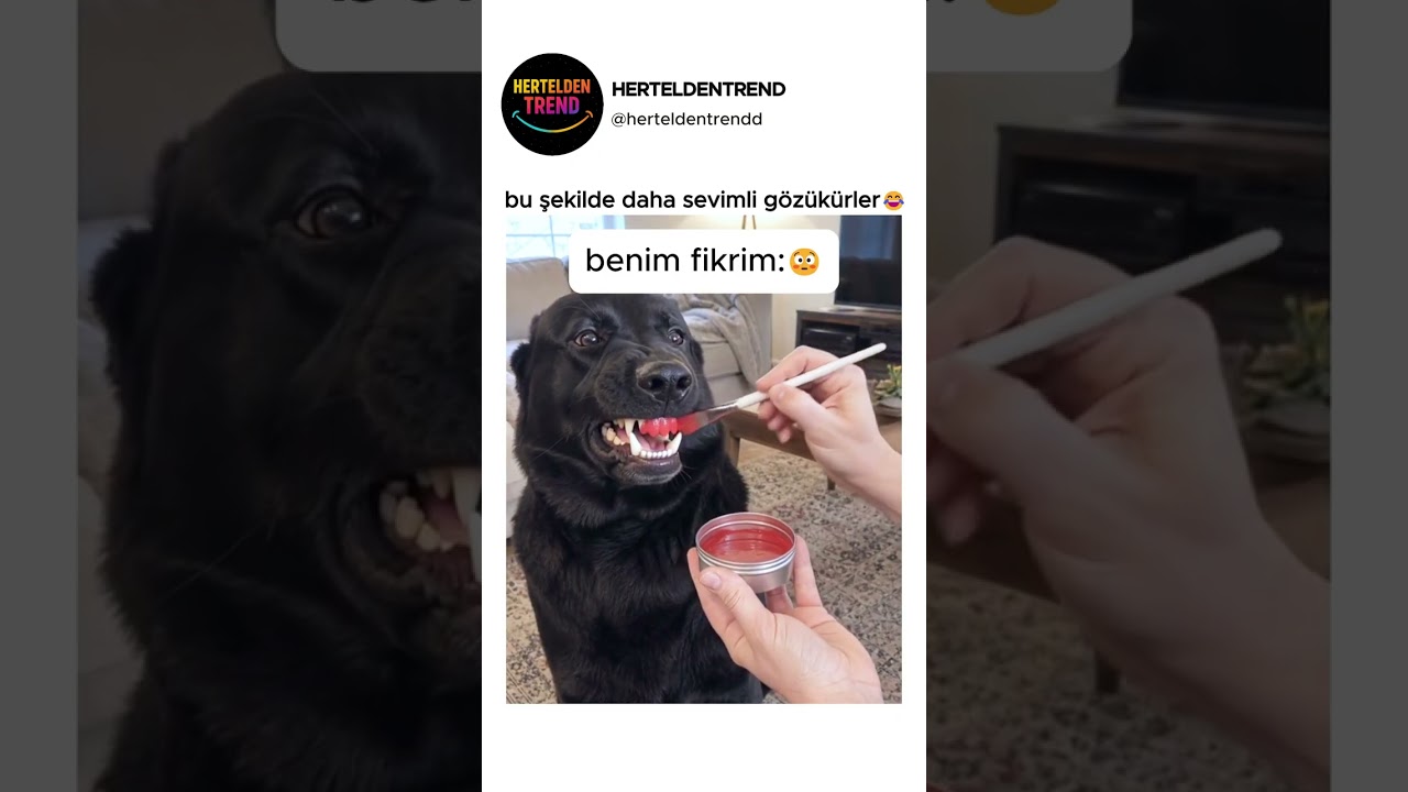 bu şekilde daha sevimli gözükürler😂​