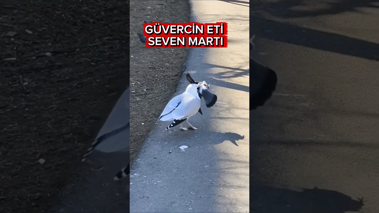 Martı Güvercini avladı. beklenmedik son