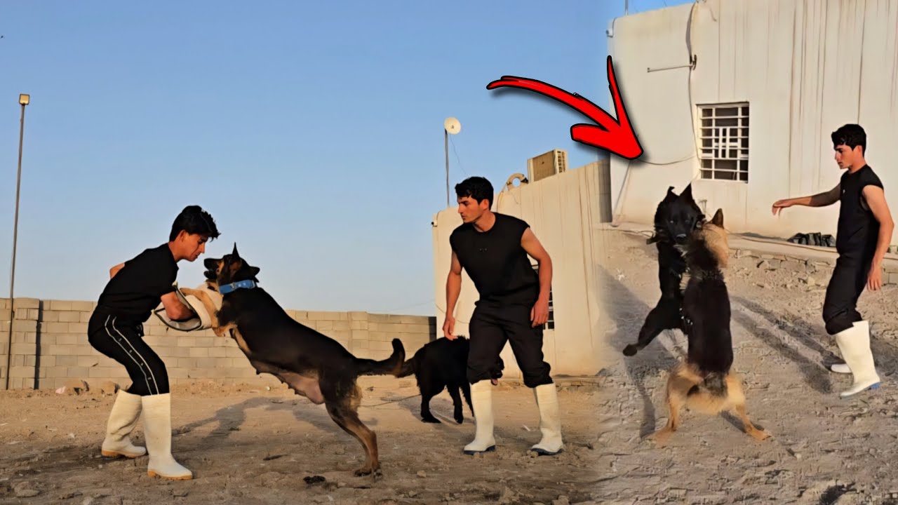 تحدي السيطرة | تحديت صلبوخ في أقوى كلاب بالمزرعة !! 🔥😦