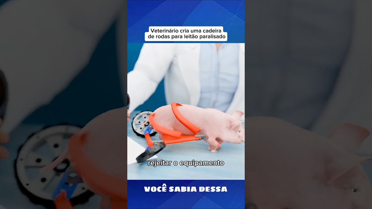 Veterinário cria uma cadeira de rodas para leitão paralisado #curiosidades #shorts