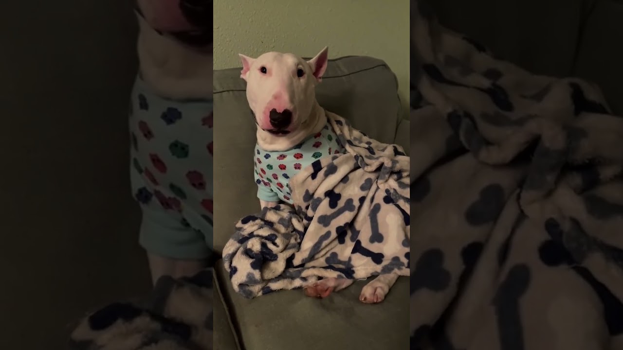 como estão os CACHORROS de memes HOJE EM DIA