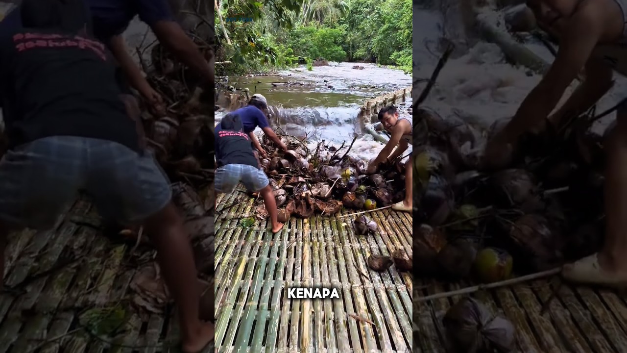 Menangkap ikan dengan tradisional 🐠 #shorts #momenunik #edukasi #traditional #hewan #ikan #menarik