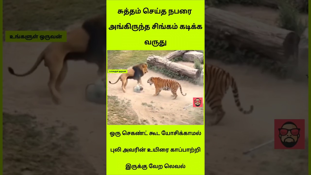 மனிதரைக் கடிக்க வந்த சிங்கம்! நடுவில் வந்து காப்பாற்றிய புலி! 🐯🦁 Shocking Zoo Rescue #shorts