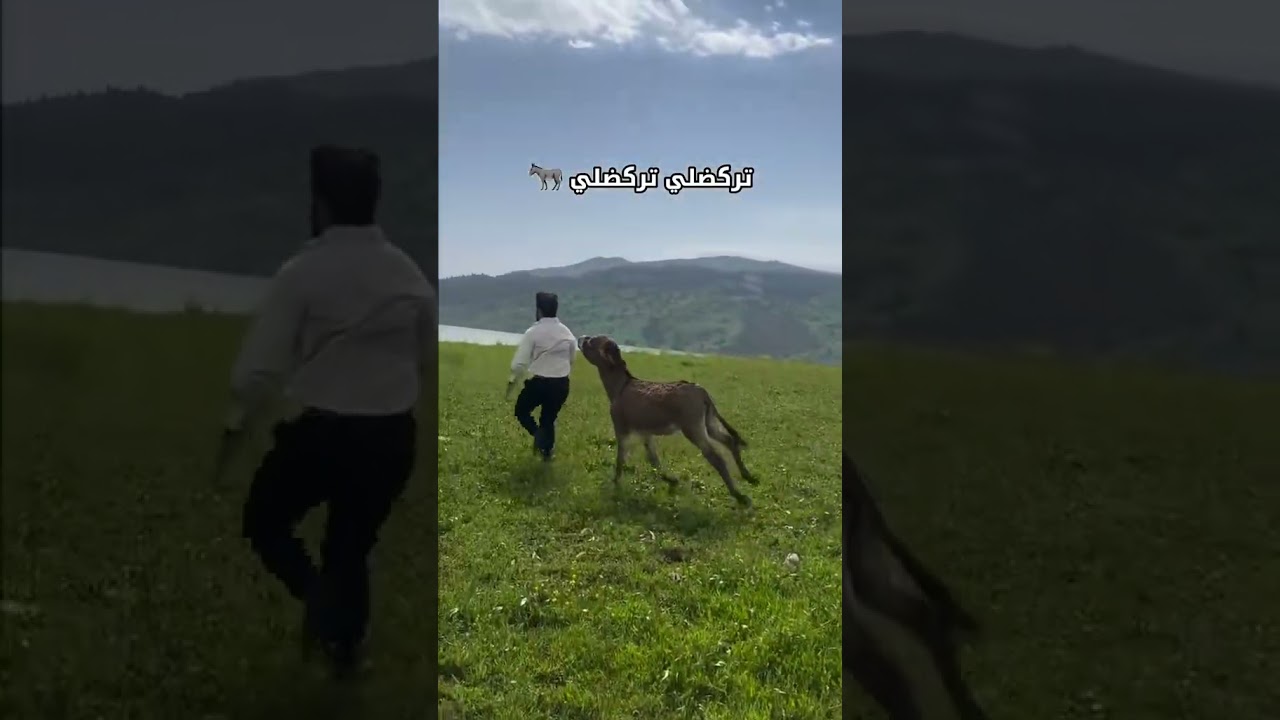 ترند تركضلي😂 #شتراك_و_لايك #مالي_خلق_احط_هاشتاقات